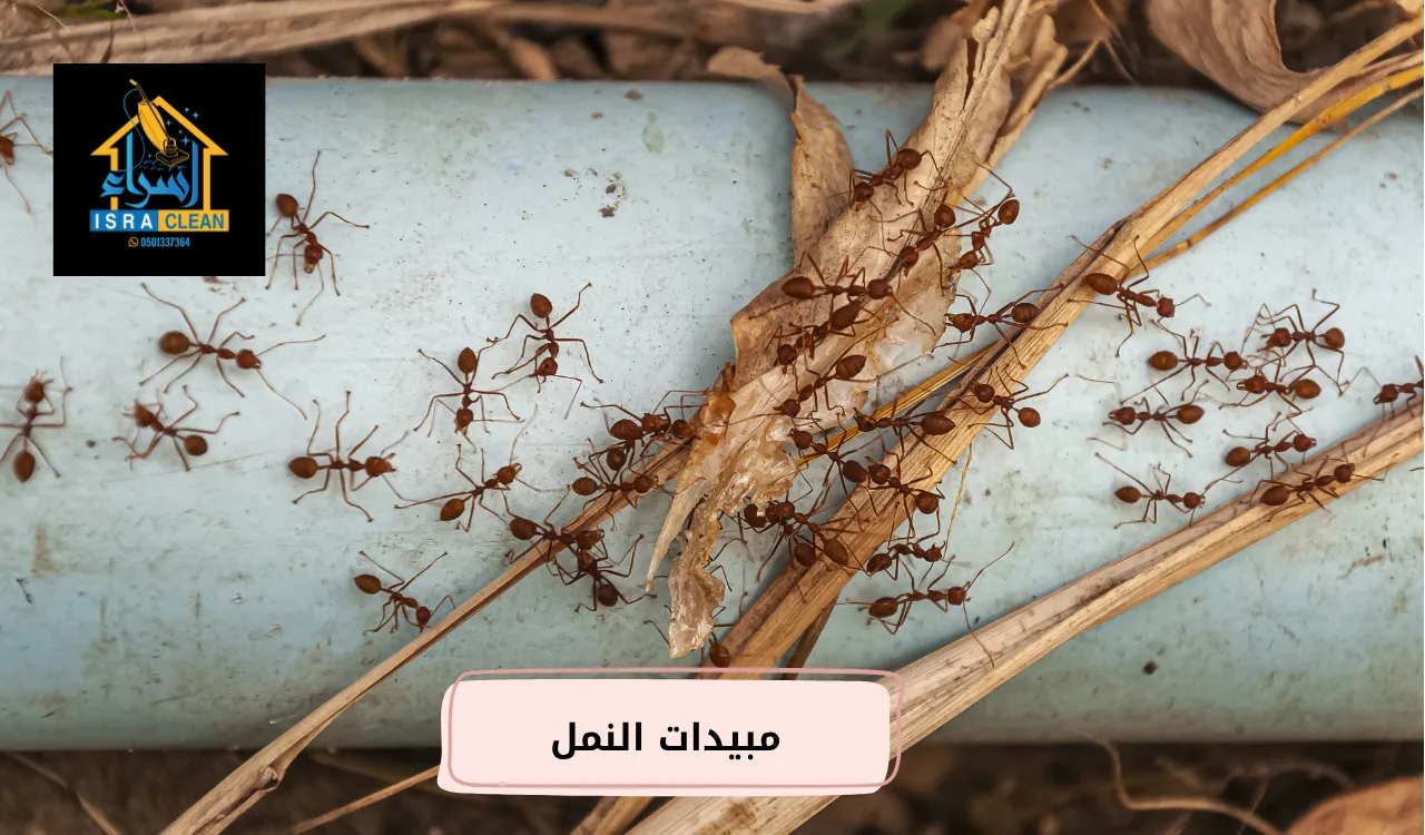 أفضل مبيدات النمل للقضاء النهائي على المستعمرات مع حلول وقائية فعّالة