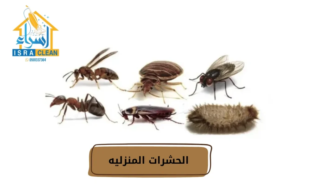 الحشرات المنزليه