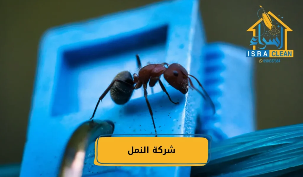 شركة النمل