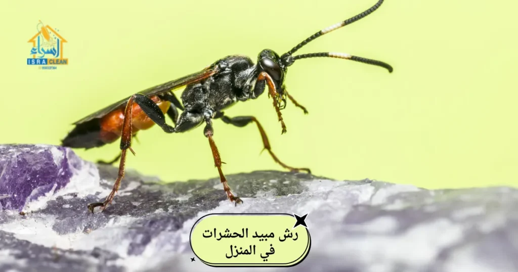 رش مبيد الحشرات في المنزل