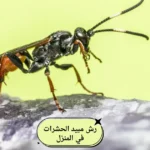 رش مبيد الحشرات في المنزل