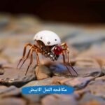 مكافحه النمل الابيض